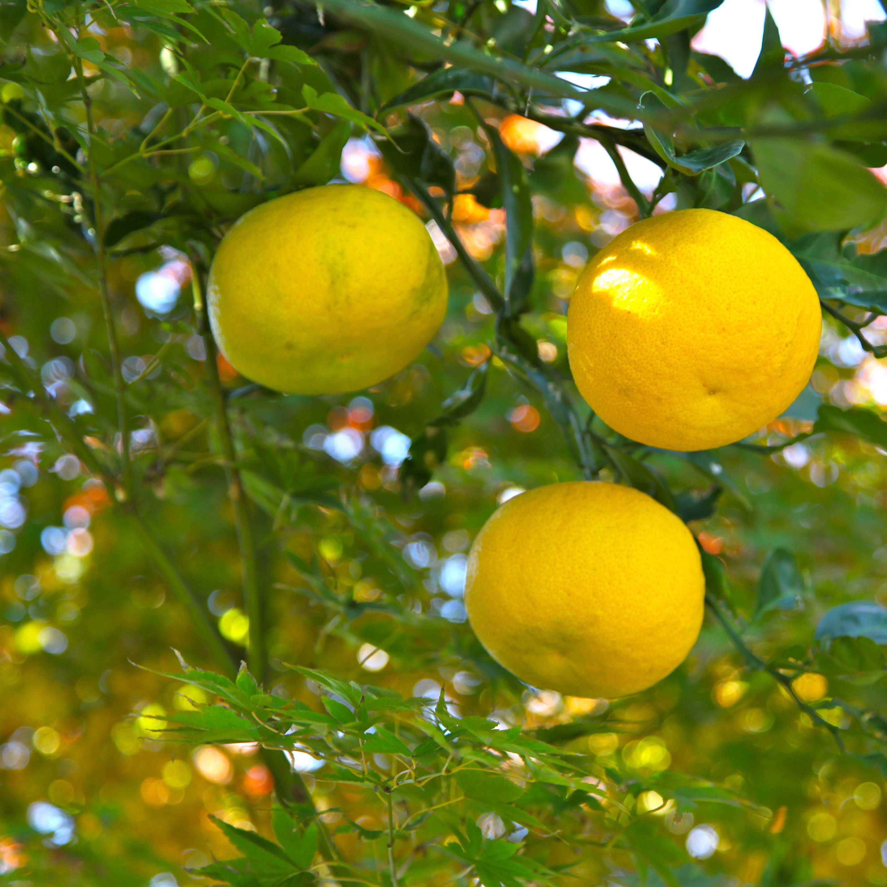Yuzu - Citrus junos Pot de 2L/3L, Buisson