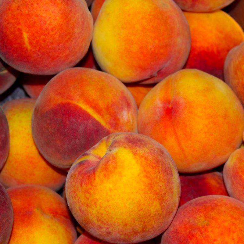 Pêcher 'Amsden' (Prunus persica 'Amsden') - Scion de 100cm - Pépinières Naudet - Imagen 2