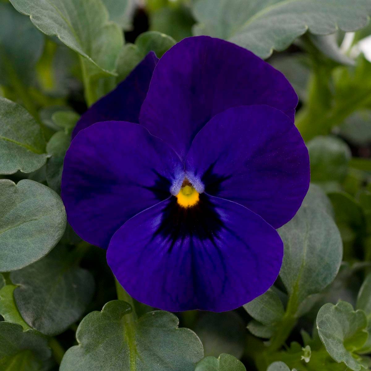 Promesse de Fleurs - Violette cornue Sorbet Xp F1 Blue Blotch Mini-motte - Viola cornuta  Mini-motte Ø 1,5/2,5 cm, Plant vert de 3 à 5 cm de haut environ (par 5)