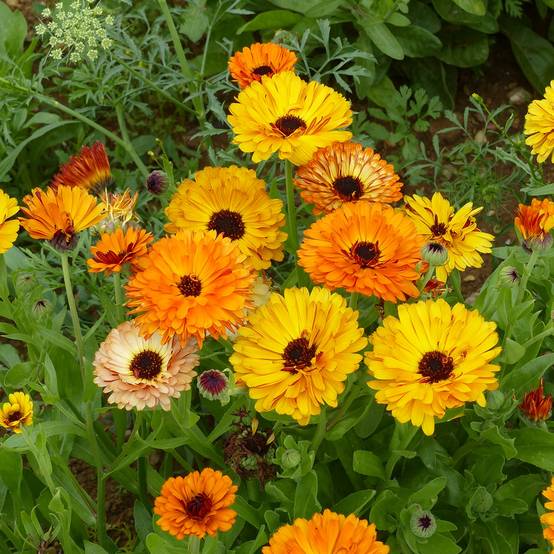 Promesse de Fleurs - Graines de Calendula officinalis Touch Of Red Mixed - Souci des Jardins Sachet de 2g