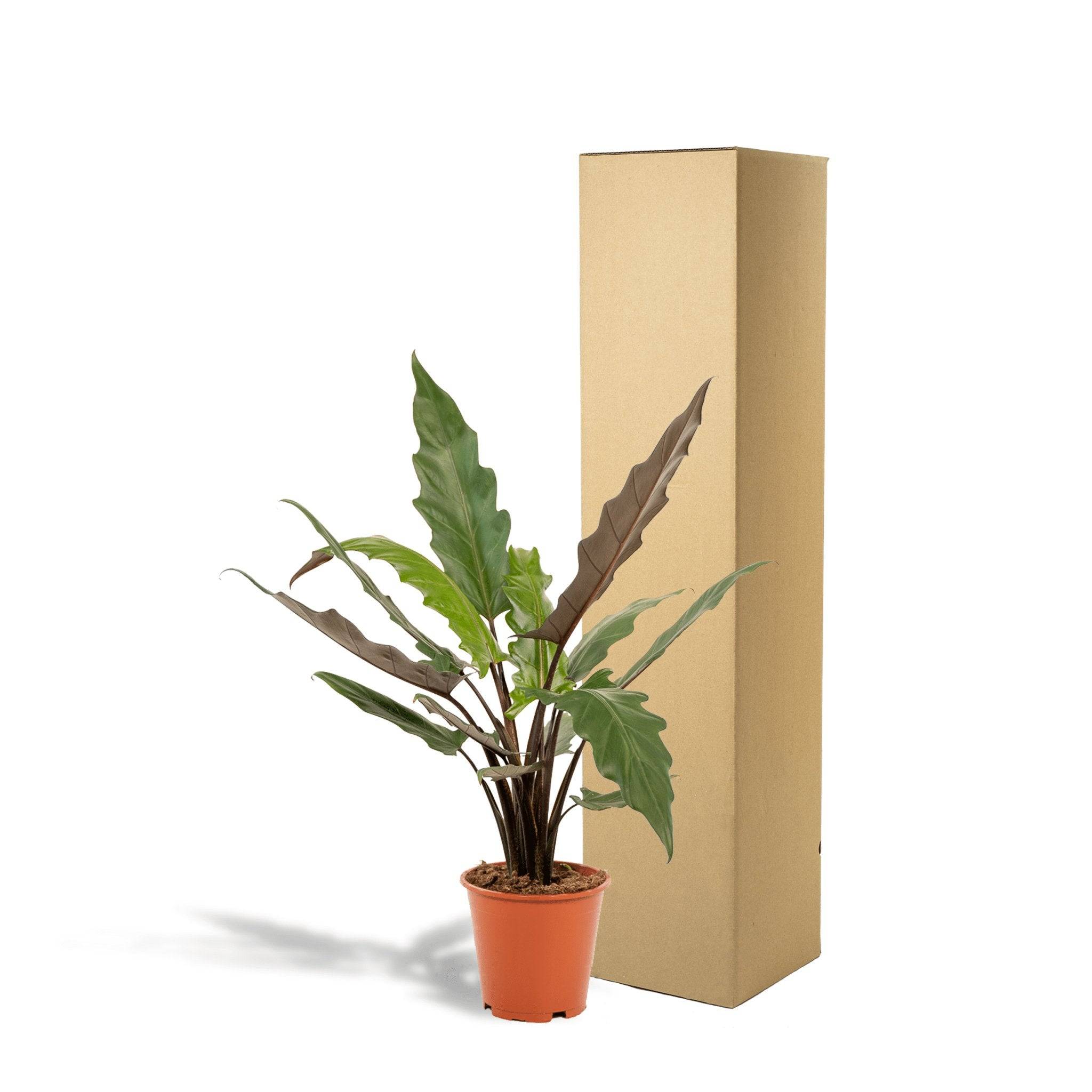 La Green Touch - Alocasia Lauterbachiana 80cm - Plante d'intérieur- La Green Touch - Imagen 5