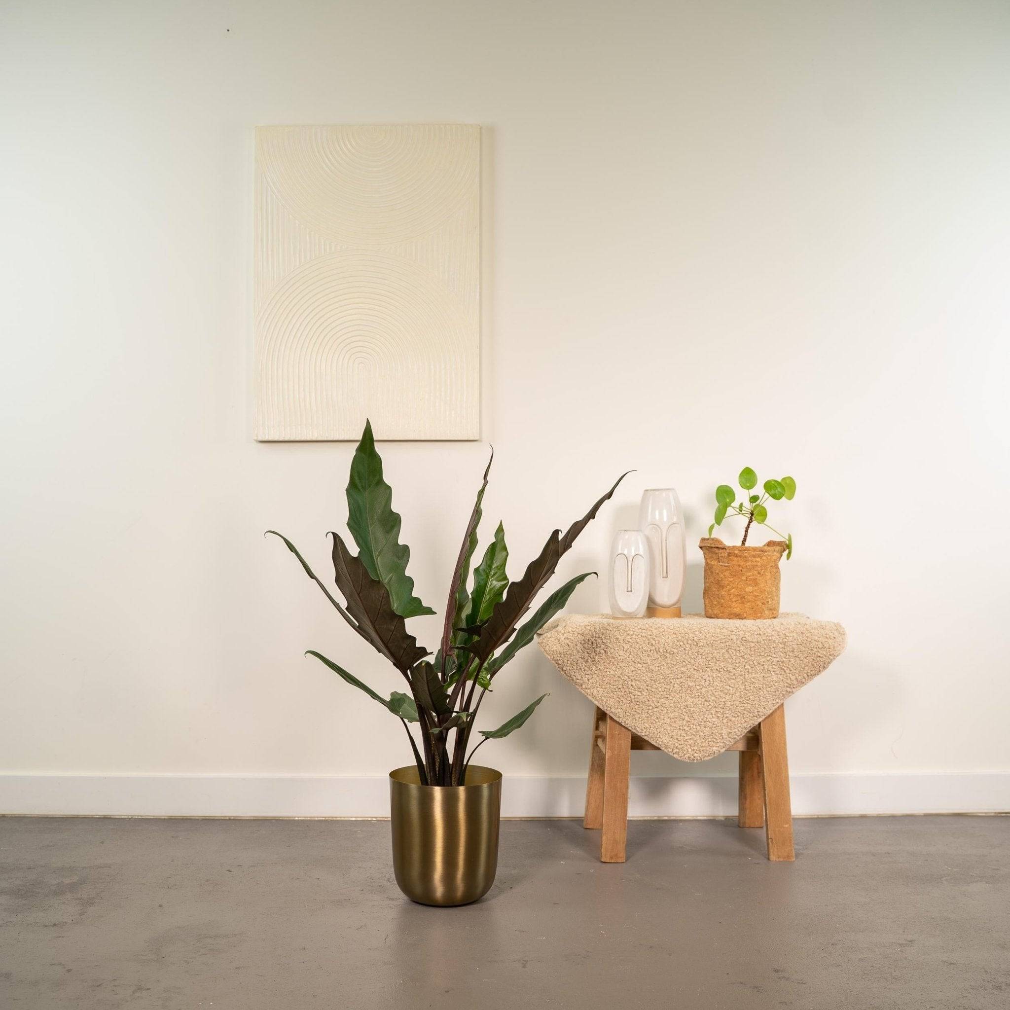 La Green Touch - Alocasia Lauterbachiana 80cm - Plante d'intérieur- La Green Touch - Imagen 4