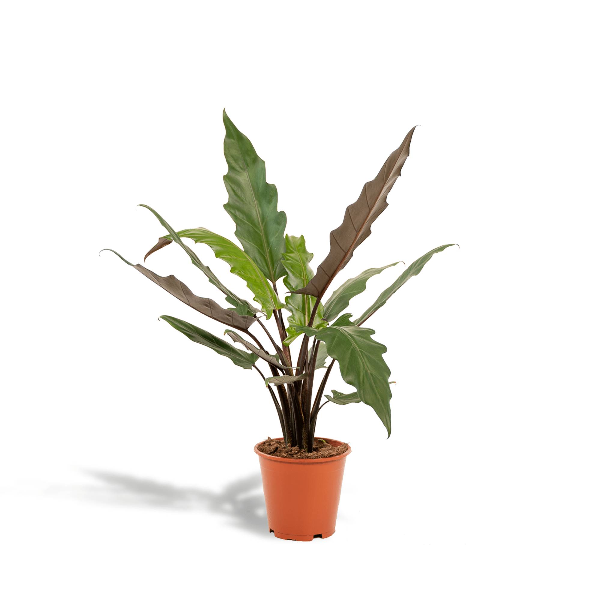 La Green Touch - Alocasia Lauterbachiana 80cm - Plante d'intérieur- La Green Touch - Imagen 1