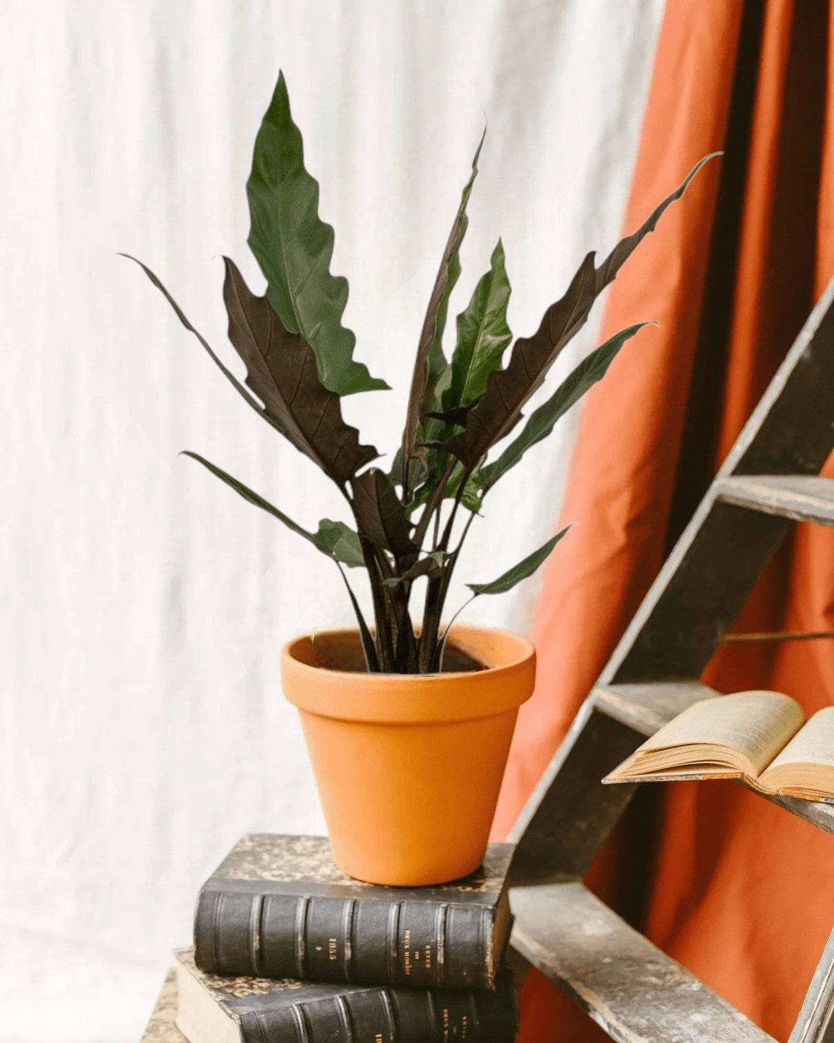 La Green Touch - Alocasia Lauterbachiana 80cm - Plante d'intérieur- La Green Touch - Imagen 2
