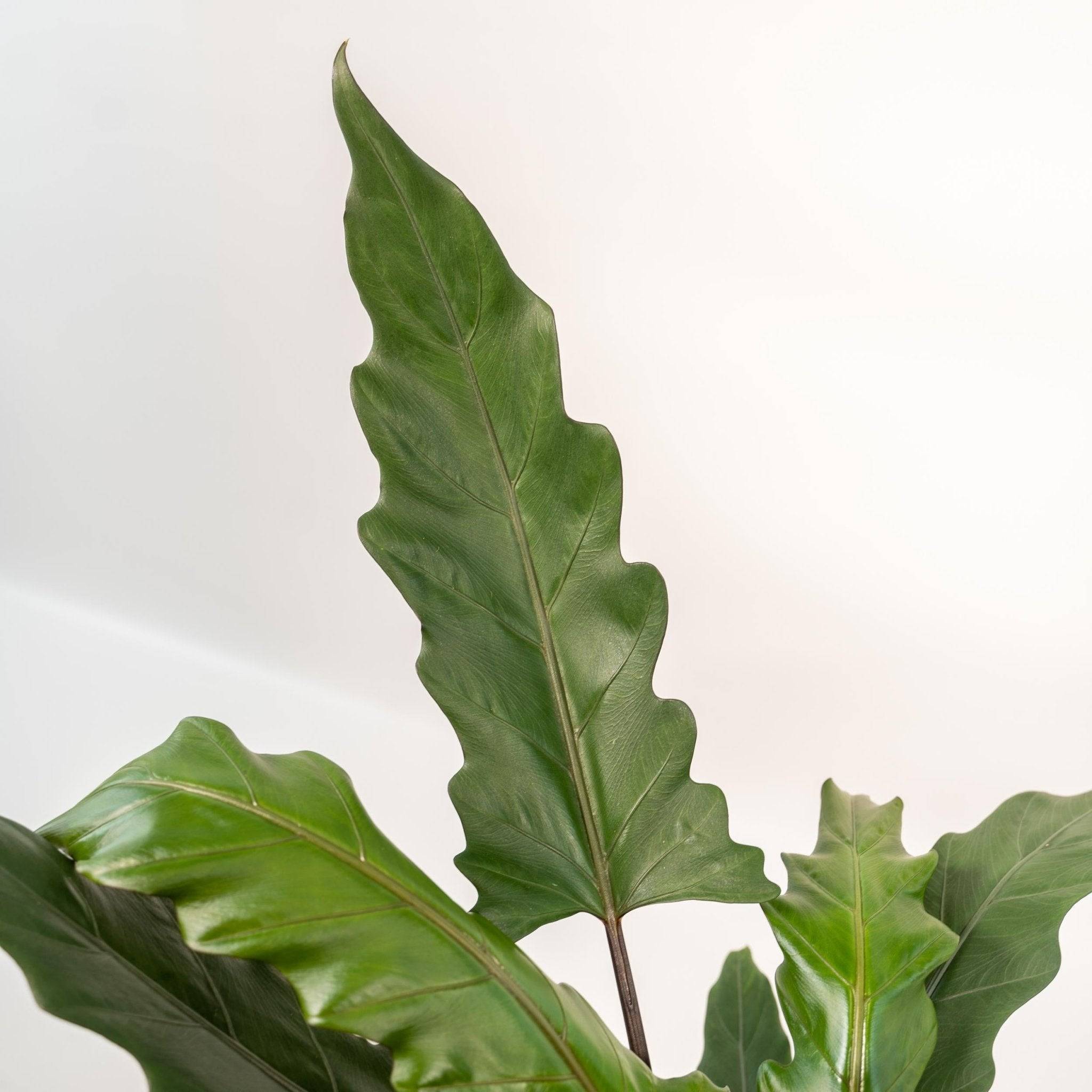 La Green Touch - Alocasia Lauterbachiana 80cm - Plante d'intérieur- La Green Touch - Imagen 6