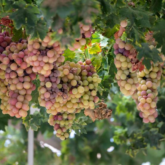Promesse de Fleurs - Vigne Cortese - Vitis vinifera Pot de 1,5L/2L