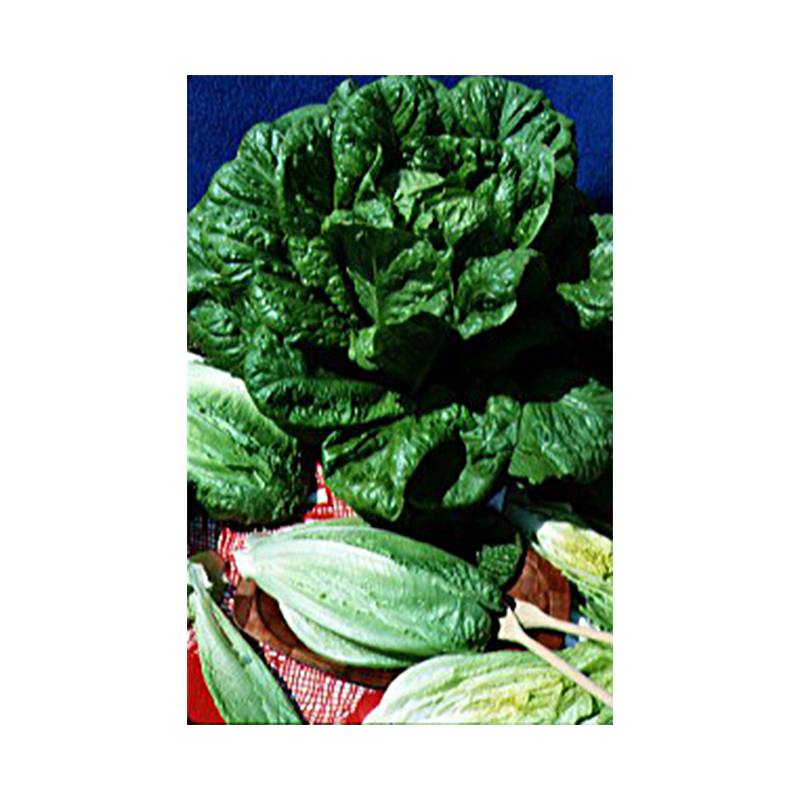 Laitue Romaine Blonde maraîchère le sachet de 2500 graines environ (3g)