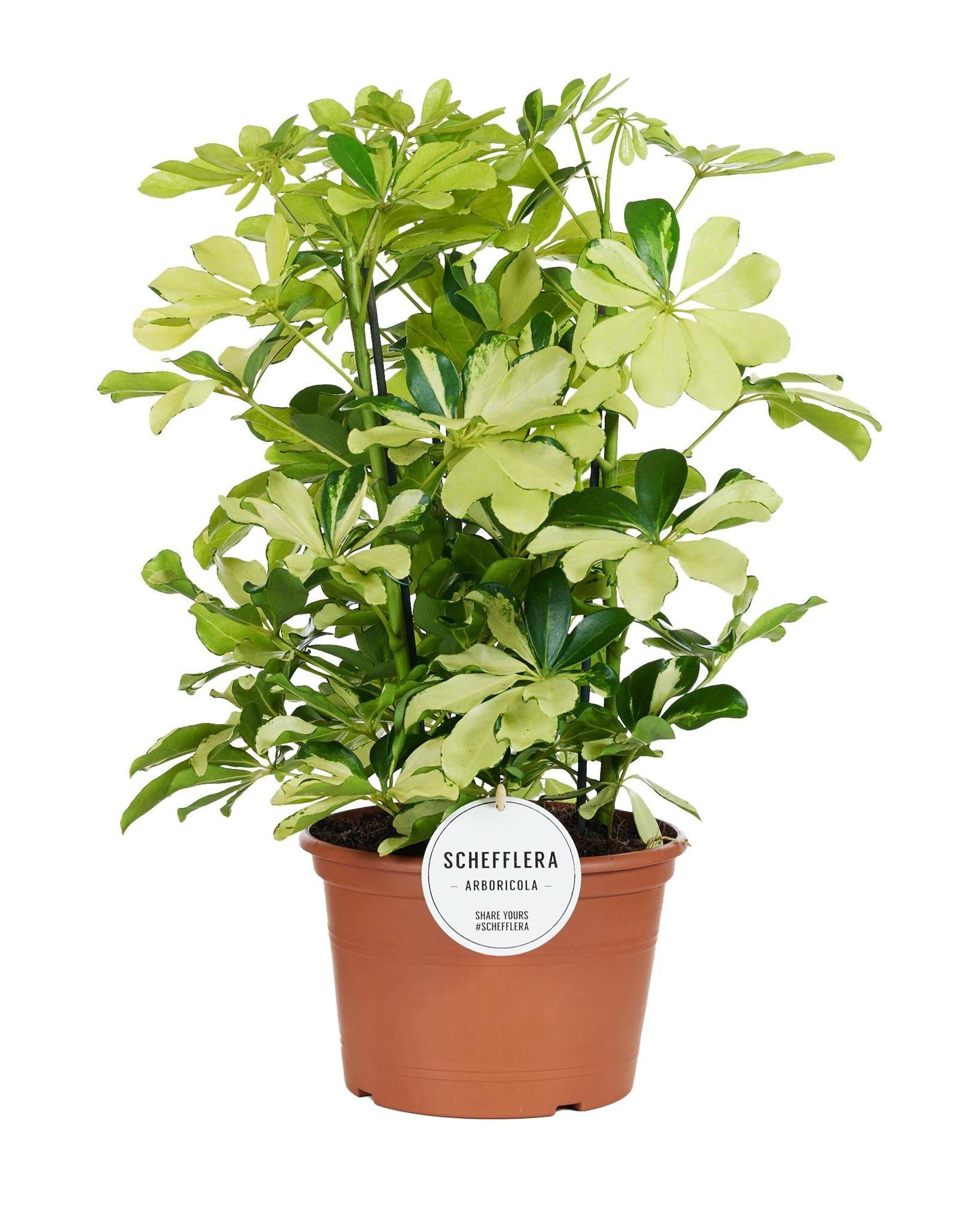 La Green Touch - Schefflera Melanie 55cm - Plante d'intérieur- La Green Touch - Imagen 1