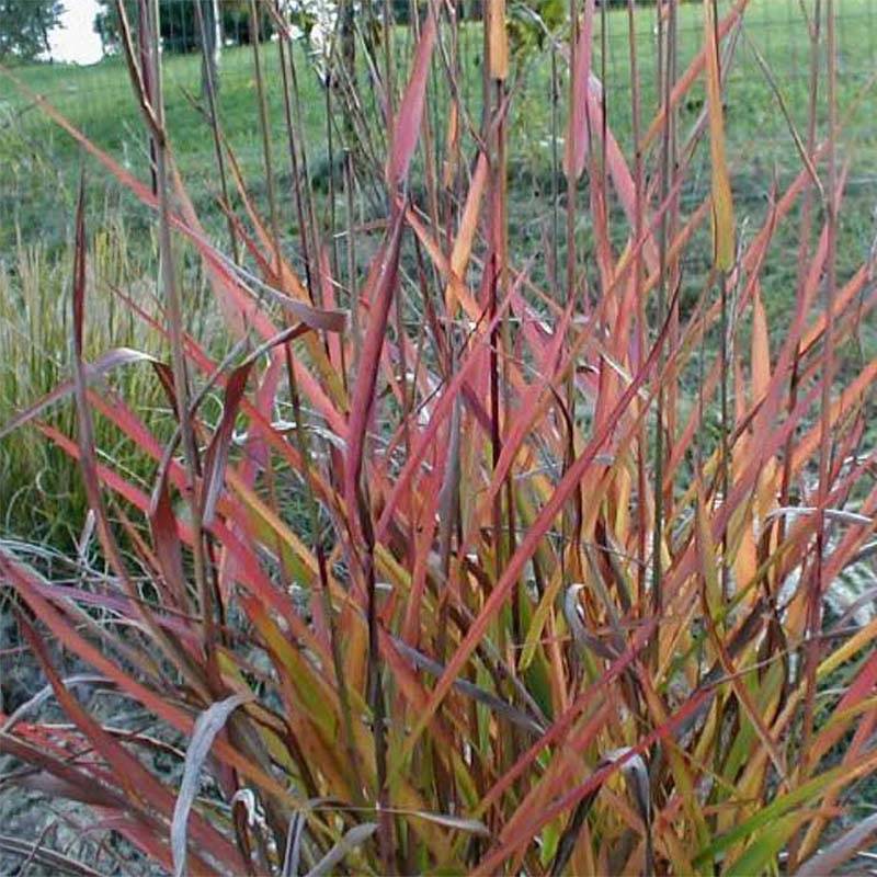 Promesse de Fleurs - Miscanthus sinensis Purple Fall® - Eulalie, Roseau de Chine Godet de 8/9 cm
