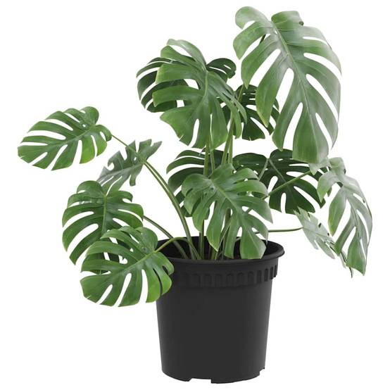 Lot 6 Pots de fleurs ronds plastique pour Balcon Jardin avec Drainage Ø 15 cm Noir - ComfortXL Outdoor Living - Image 3