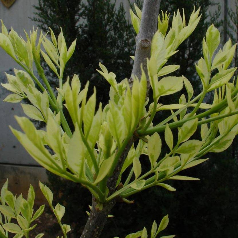 Promesse de Fleurs - Frêne panaché - Fraxinus angustifolia Variegata. Pot de 7,5L/10L
