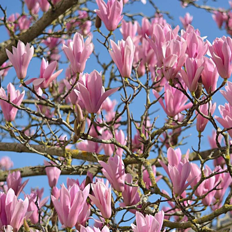 Magnolia Susan à fleurs Rose/ - feuillage Caduc - Pot de 4L - 40/60 cm - Image 1