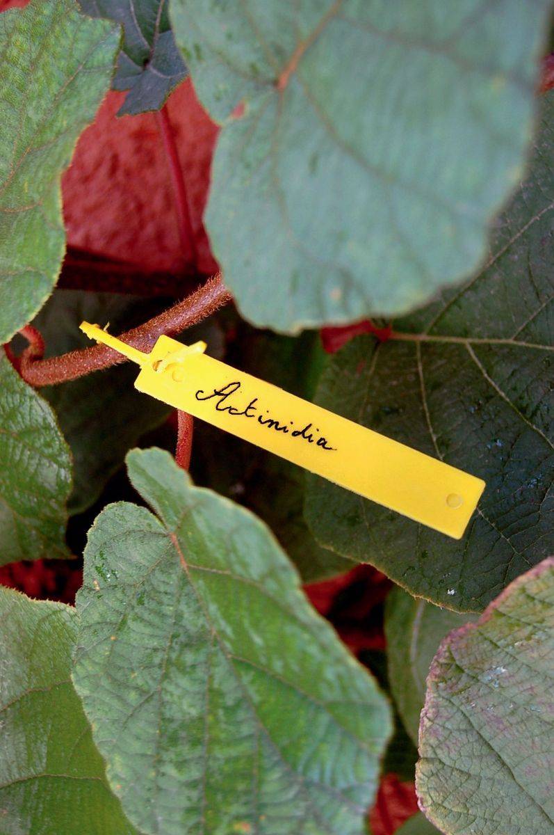 Nortène - 40 étiquettes à suspendre + feutre "Tree Label" Nortene - Imagen 2