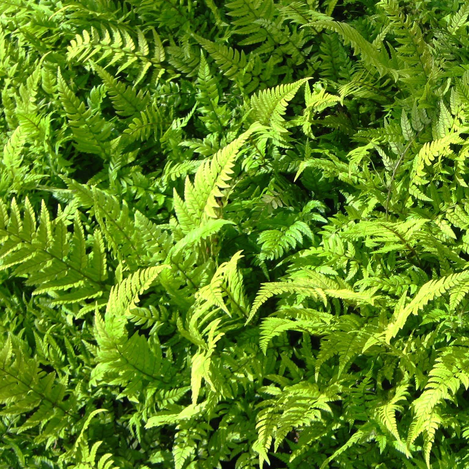 Promesse de Fleurs - Polystichum tsus-simense - Aspidie, fougère Mini-plante