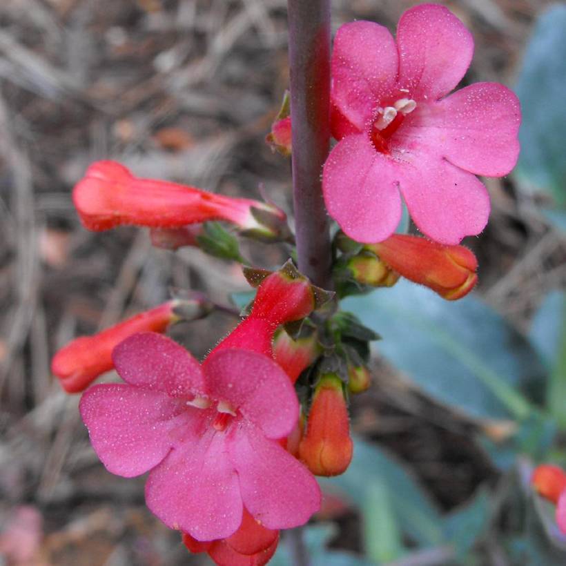 Penstemon superbus - Galane superbe Godet de 8/9 cm