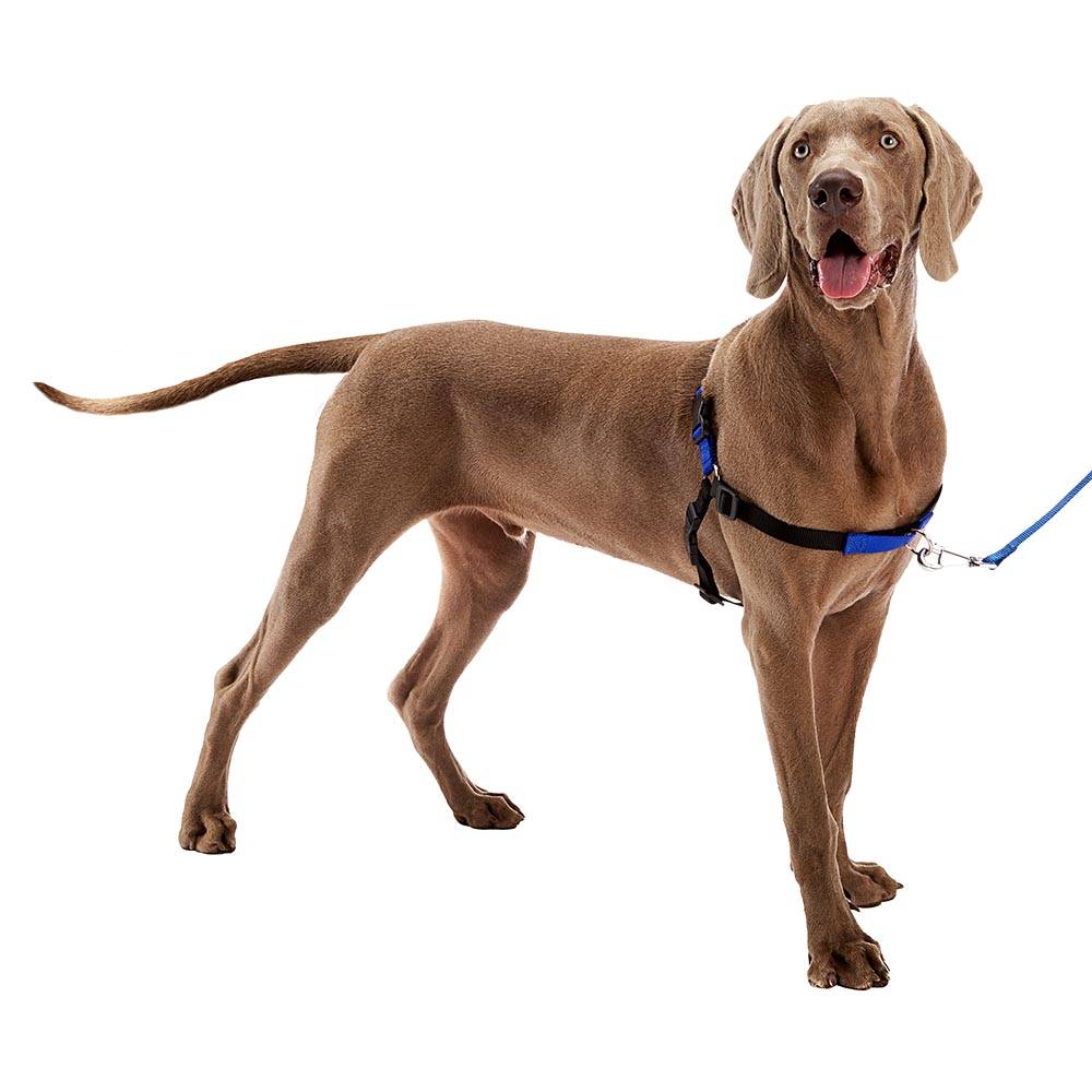 Ferplast - Ferplast Harnais Chien COACH grande taille, harnais pour dressage de chiens qui empêche les tractions pendant les promenades, contrôle maximal du - Imagen 5