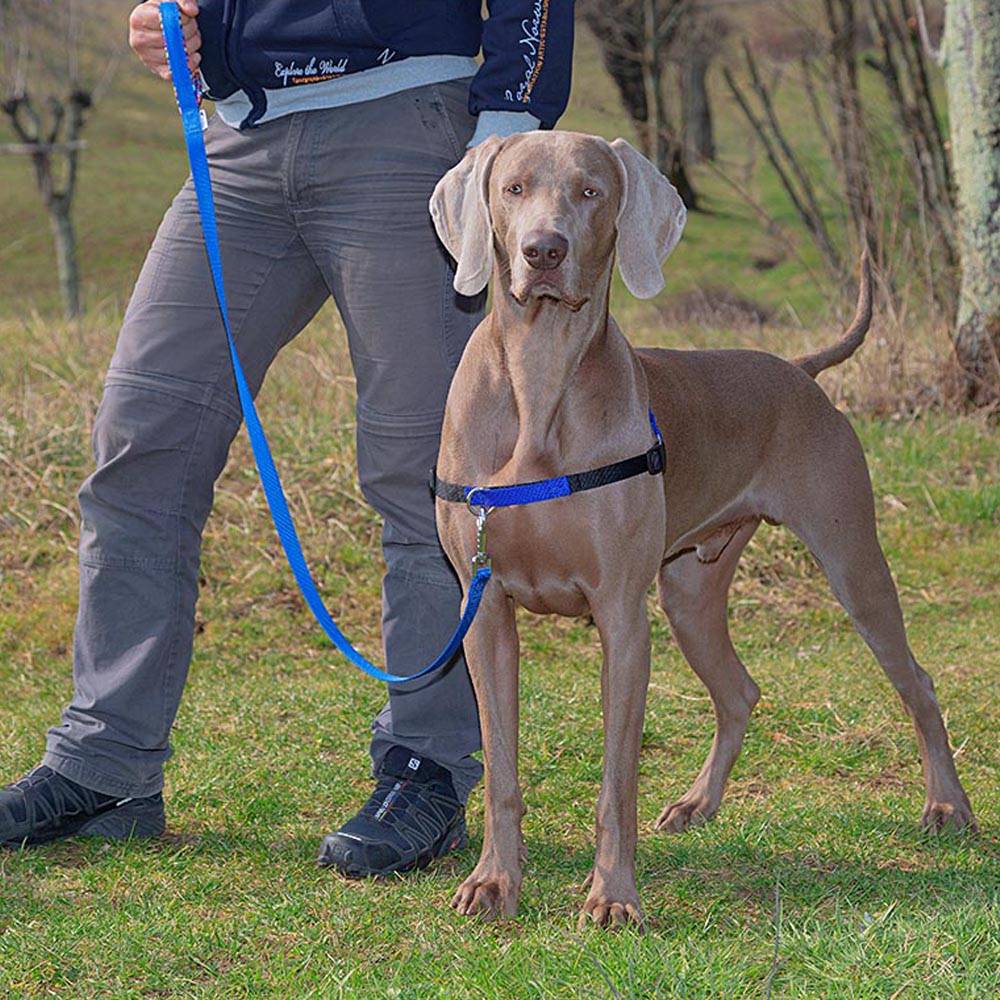 Ferplast - Ferplast Harnais Chien COACH grande taille, harnais pour dressage de chiens qui empêche les tractions pendant les promenades, contrôle maximal du - Imagen 4