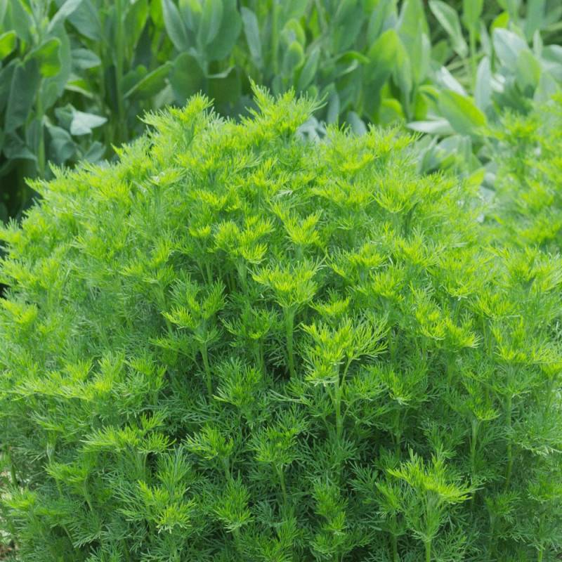Aurone abrotanum - Sans traitement à fleurs Blanche - feuillage Persistant - Godet - 5/20 cm-  hauteur à maturité De 0,50 m à 1,00 m - Imagen 6