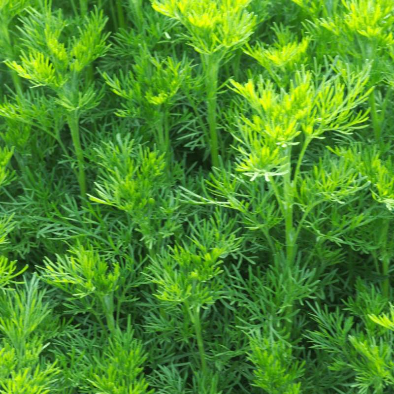Aurone abrotanum - Sans traitement à fleurs Blanche - feuillage Persistant - Godet - 5/20 cm-  hauteur à maturité De 0,50 m à 1,00 m - Imagen 5