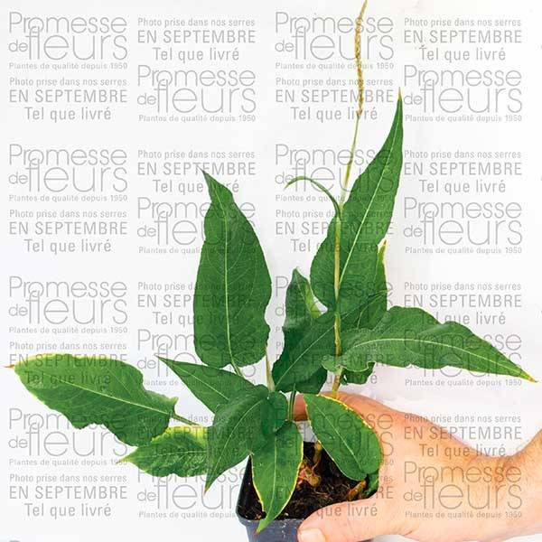 Renouée - Persicaria amplexicaulis Alba Godet de 8/9 cm - Image 2