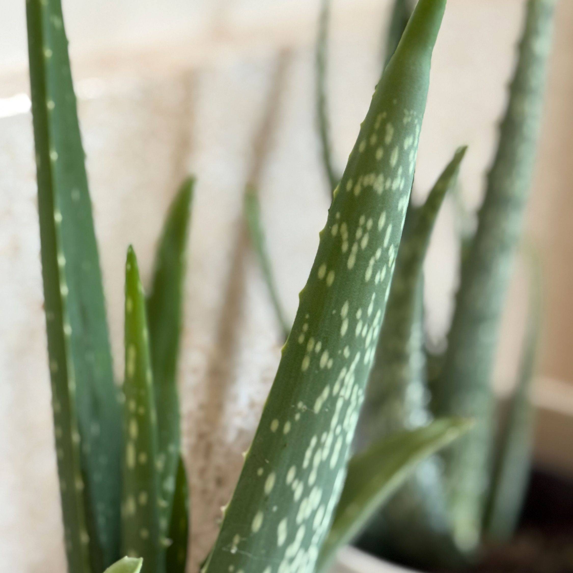 Plant In A Box - Aloe vera - Set de 2 - Aloe barbadensis - Hauteur 25-40cm - ⌀10,5cm - Image 4