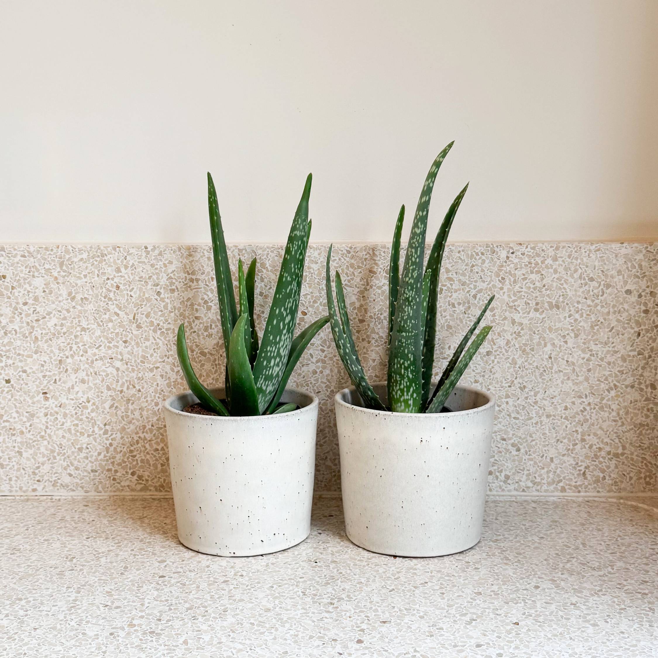Plant In A Box - Aloe vera - Set de 2 - Aloe barbadensis - Hauteur 25-40cm - ⌀10,5cm - Image 2