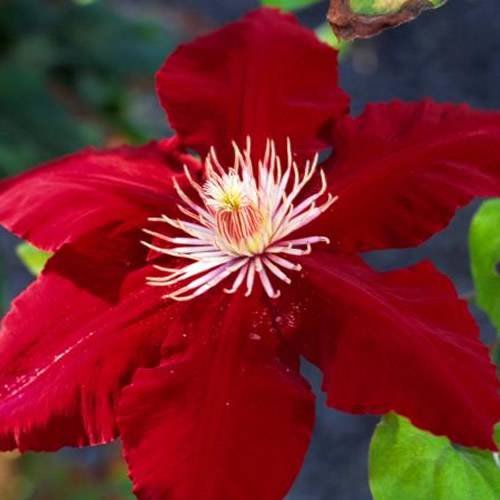 Gardenersdream - Clématite rouge foncé grande plante grimpante florifère rustique en pot - GardenersDream - Imagen 2
