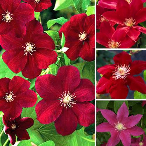 Gardenersdream - Clématite rouge foncé grande plante grimpante florifère rustique en pot - GardenersDream - Imagen 1