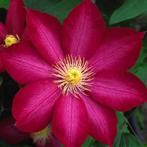 Gardenersdream - Clématite rouge foncé grande plante grimpante florifère rustique en pot - GardenersDream - Imagen 3