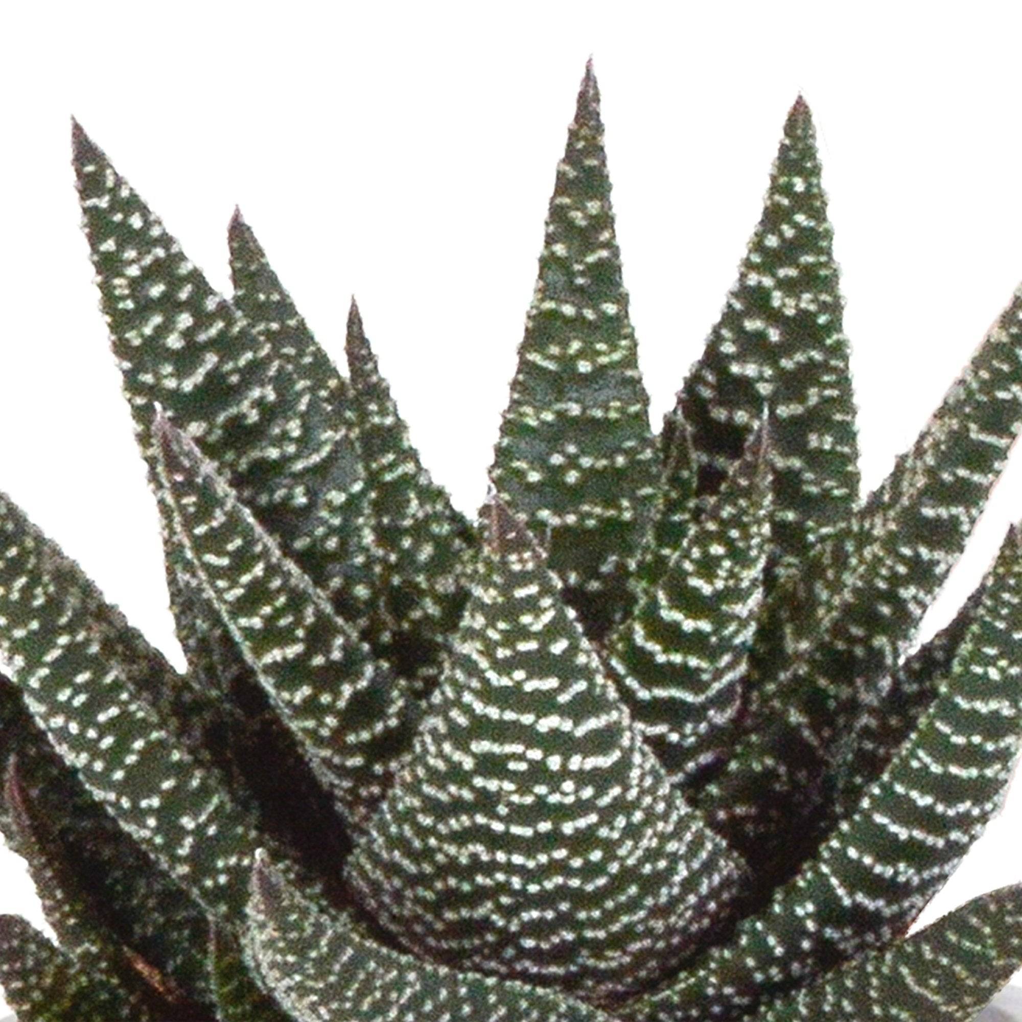 La Green Touch - Trio de Gasteria/Haworthia h18cm- La Green Touch - Imagen 5