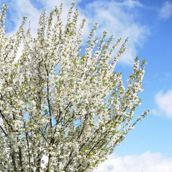 Promesse de Fleurs - Cerisier à fleurs - Prunus Umineko Pot de 12L/15L - Image 1