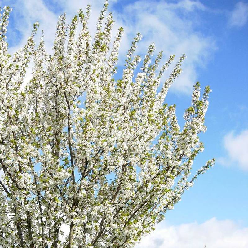 Promesse de Fleurs - Cerisier à fleurs - Prunus Umineko Pot de 12L/15L - Image 1