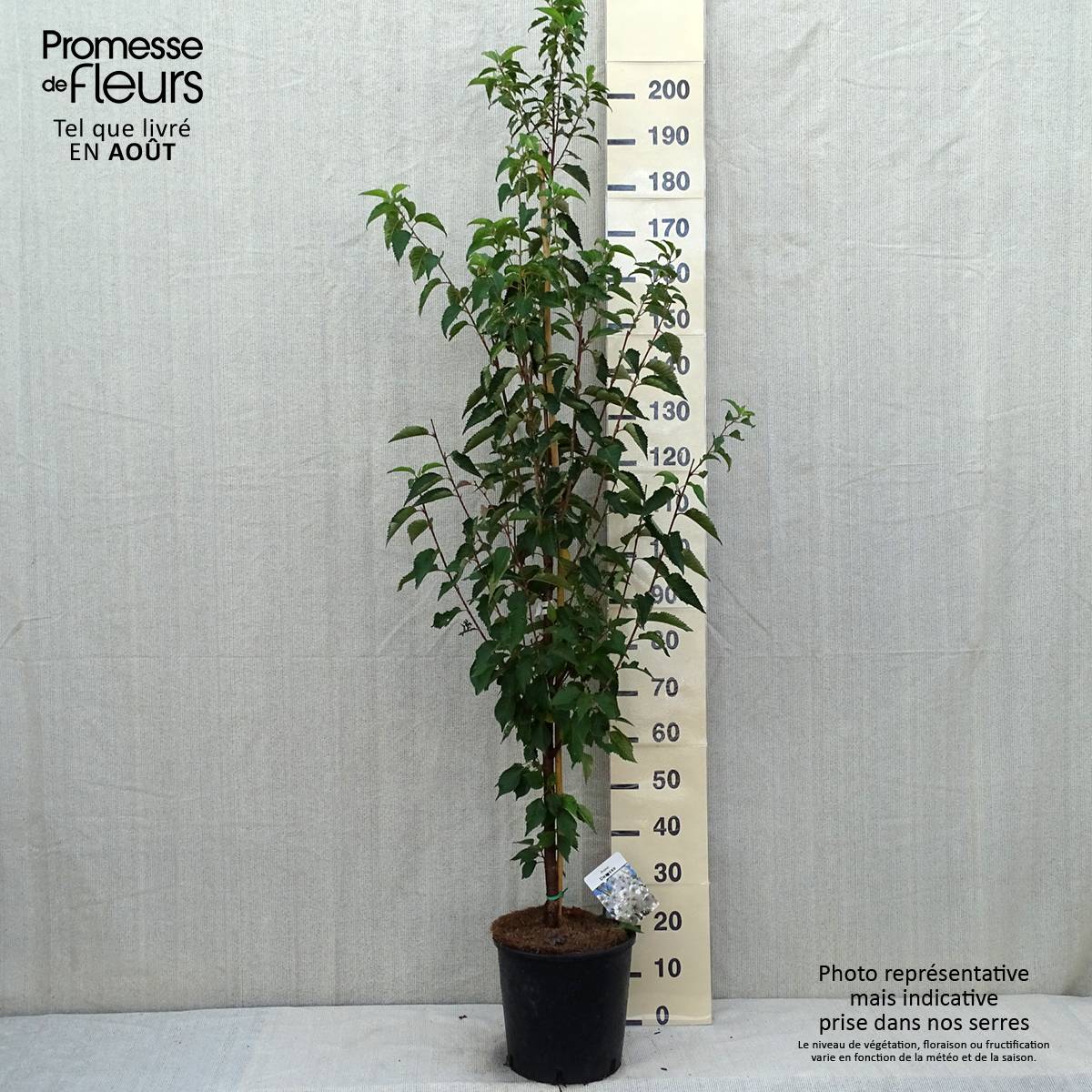 Promesse de Fleurs - Cerisier à fleurs - Prunus Umineko Pot de 12L/15L - Image 2