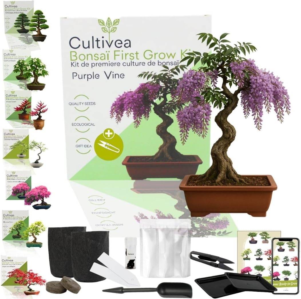 CULTIVEA Kit First Bonsai Purple Vine - Kit de premire culture de Bonsa   Prt  Pousser avec Graines & Accessoires - Jardiland