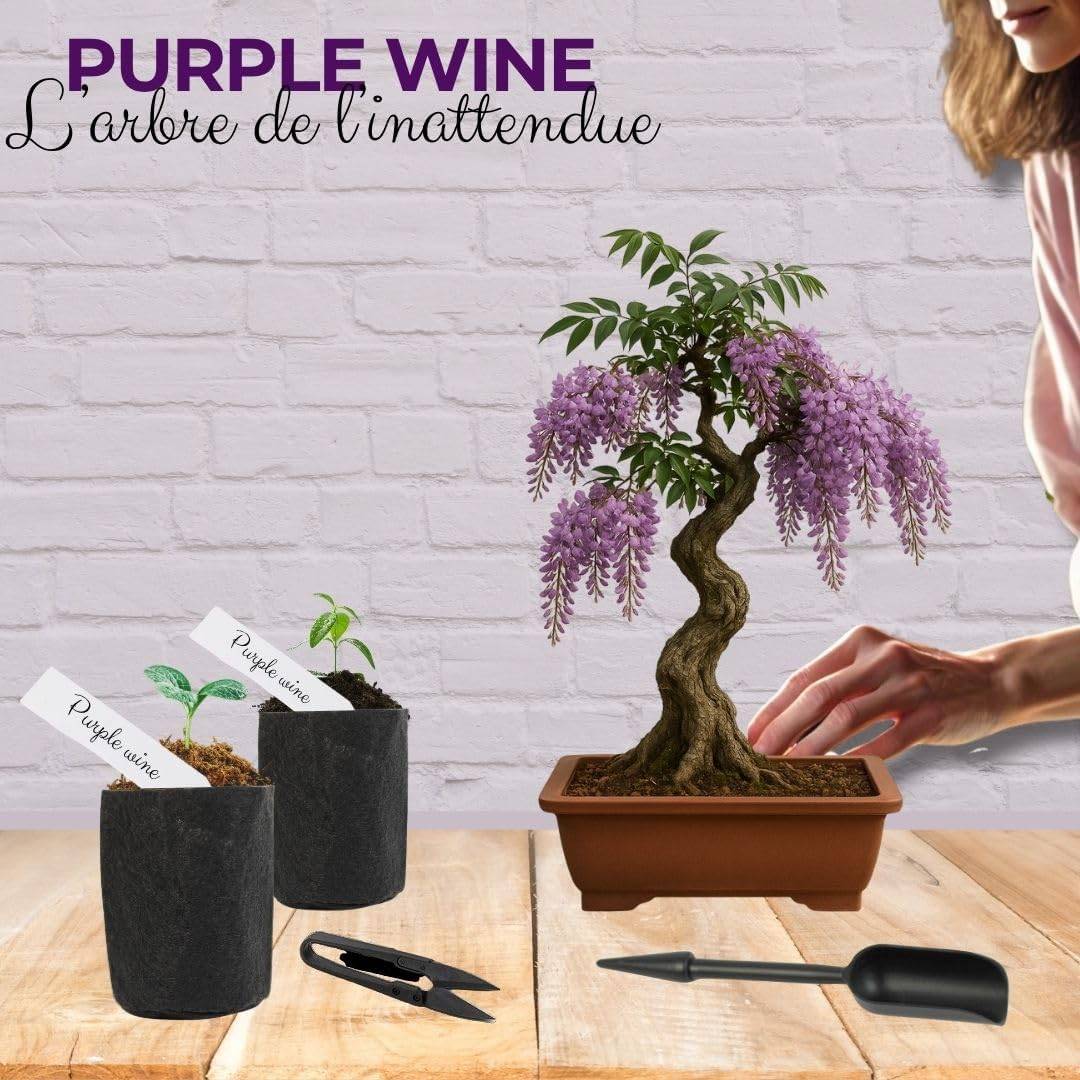 CULTIVEA Kit First Bonsai Purple Vine - Kit de premire culture de Bonsa   Prt  Pousser avec Graines & Accessoires - Jardiland