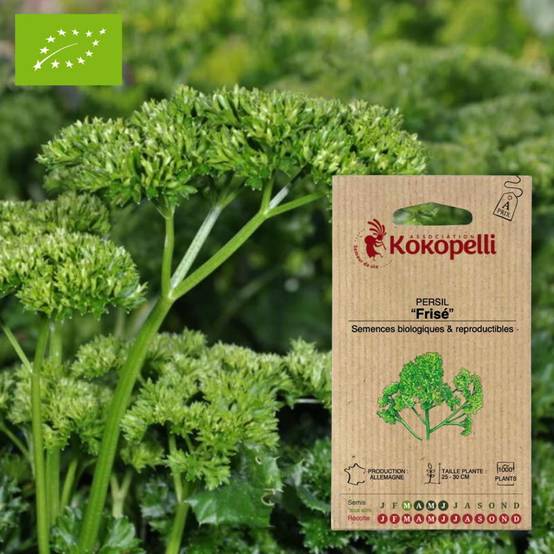 Graines bio à semer - Persil Frisé- Association Kokopelli