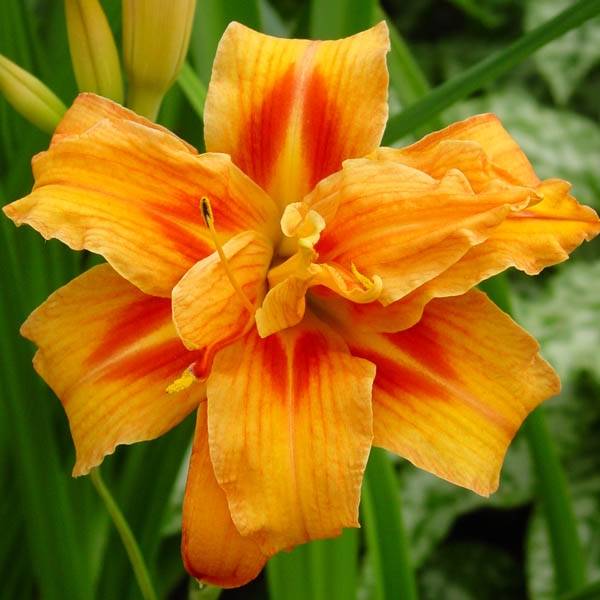 Promesse de Fleurs - Hémérocalle Apricot Beauty - Lis d'un jour double orange à macule Godet de 8/9 cm