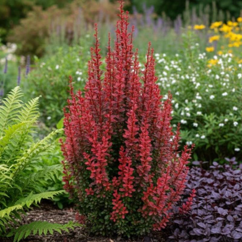 Epine-vinette rouge Red Torch®, Berberis à fleurs Orange - feuillage Persistant - Pot de 5L - 40/60 cm-  hauteur à maturité De 1,00 m à 1,50 m - Imagen 3