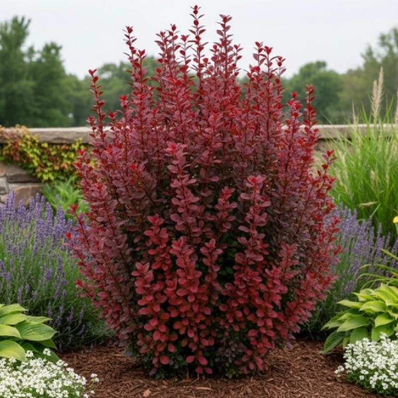 Epine-vinette rouge Red Torch®, Berberis à fleurs Orange - feuillage Persistant - Pot de 5L - 40/60 cm-  hauteur à maturité De 1,00 m à 1,50 m - Imagen 2
