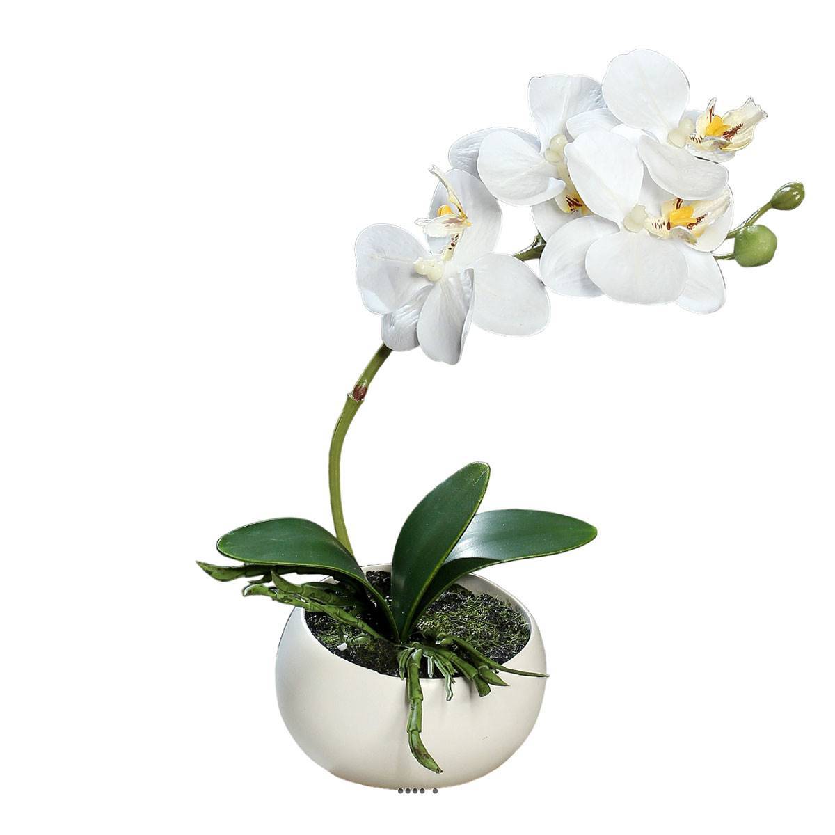 Artificielles - Orchidée phalaenopsis artificielle en coupe céramique H 25 cm Crème - dimhaut: H 25 cm - couleur: Crème - Imagen 2