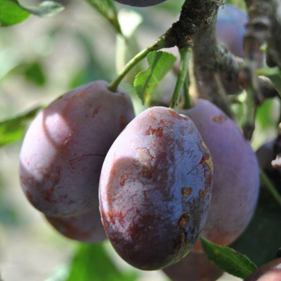 Promesse de Fleurs - Prunier Prune d'Ente - Pruneau d'Agen Pot de 12L/15L, Demi-Tige
