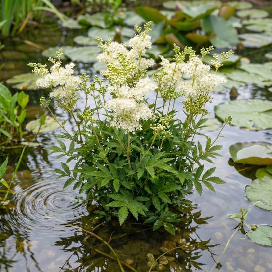 Reine des prés - Filipendula ulmaria - 12 plantes - Image 2