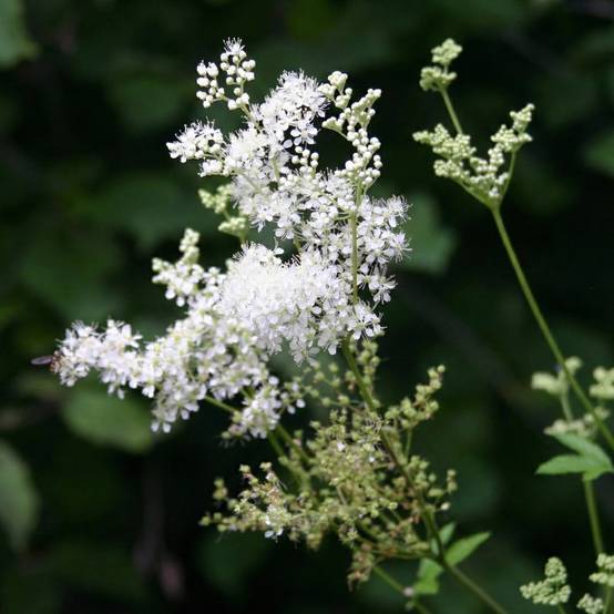 Reine des prés - Filipendula ulmaria - 12 plantes - Image 3
