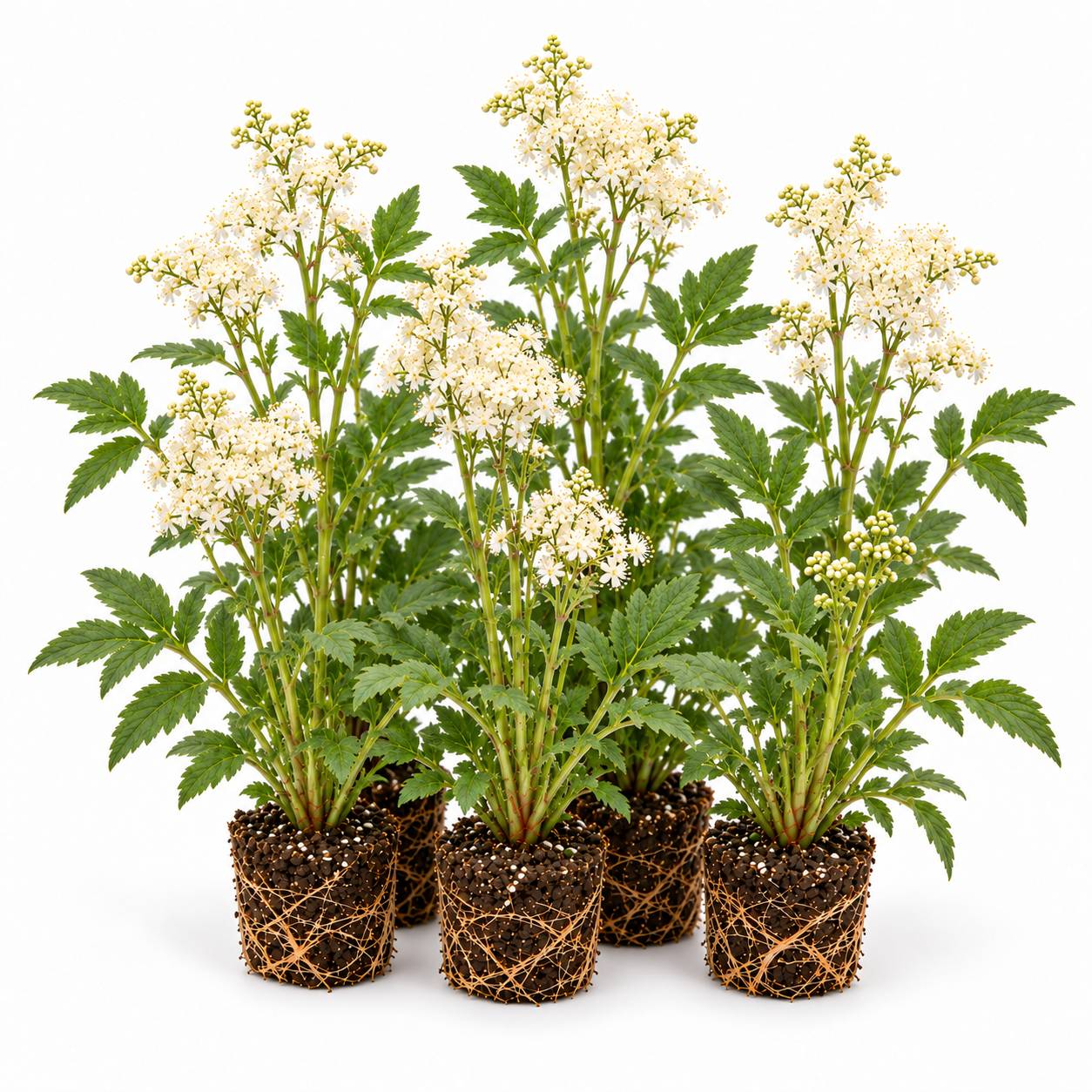 Reine des prés - Filipendula ulmaria - 12 plantes - Image 1