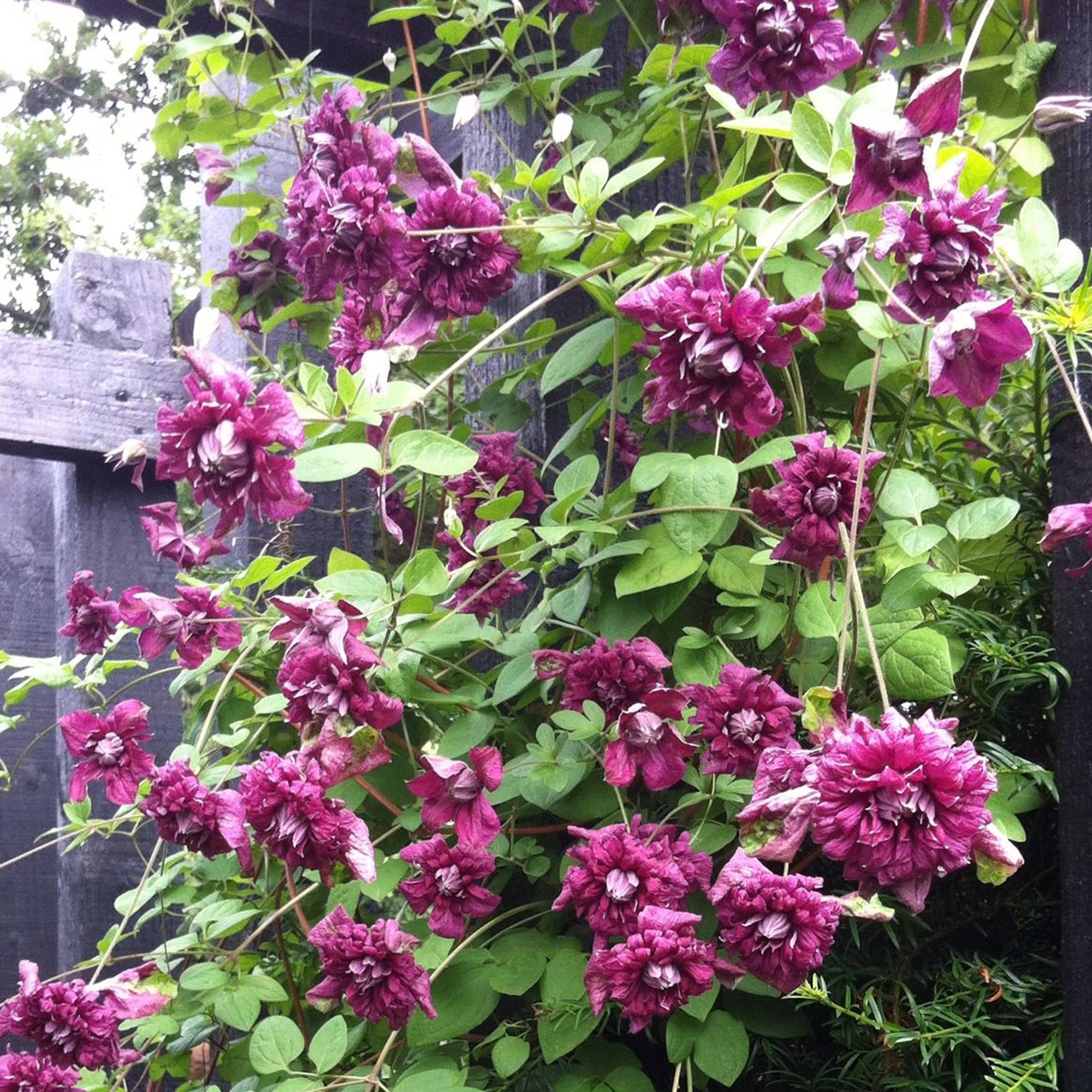 Gardenersdream - Clématite 'Purpurea Plena Elegans' plante de jardin grimpante rustique en pot de 9 cm - GardenersDream - Imagen 1