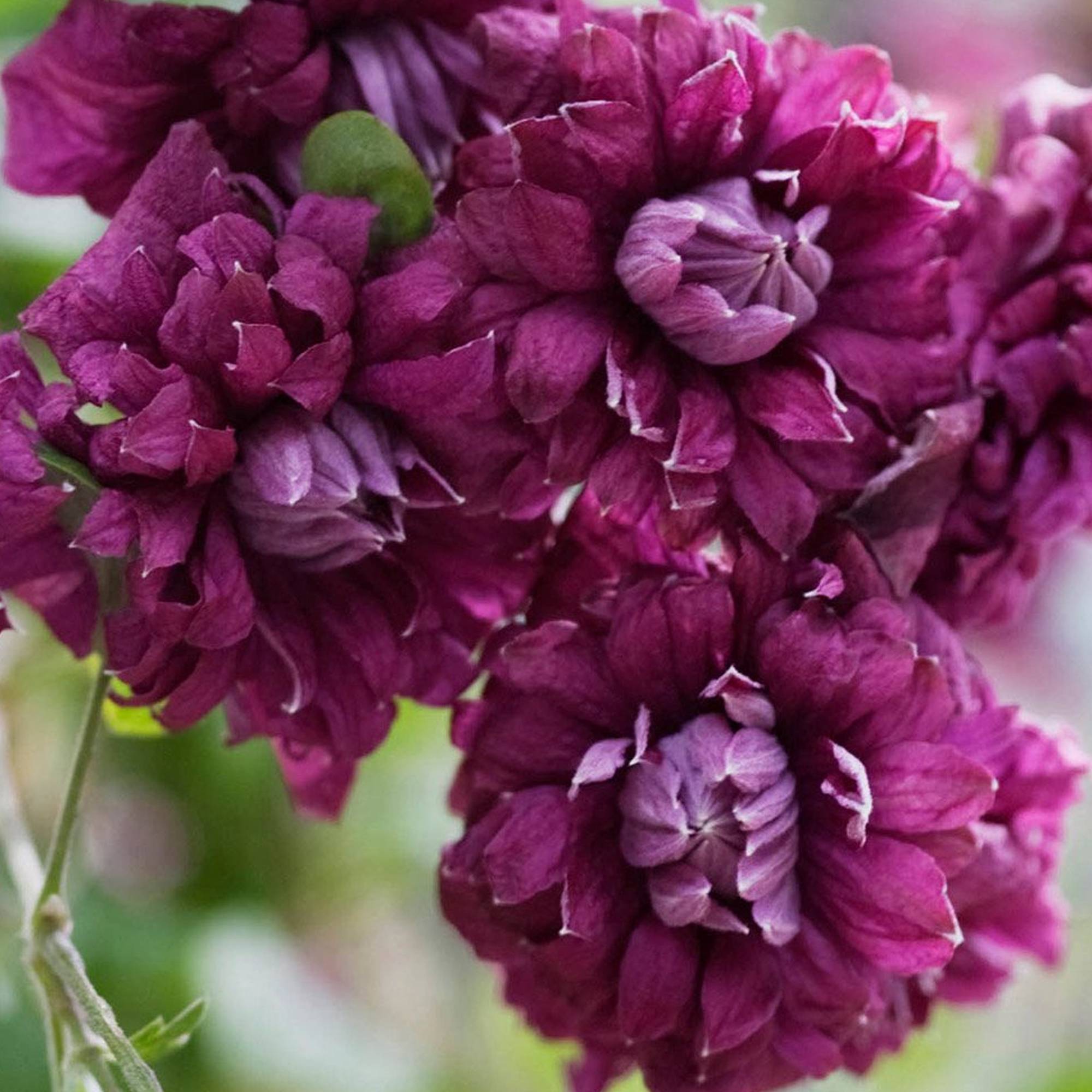 Gardenersdream - Clématite 'Purpurea Plena Elegans' plante de jardin grimpante rustique en pot de 9 cm - GardenersDream - Imagen 3