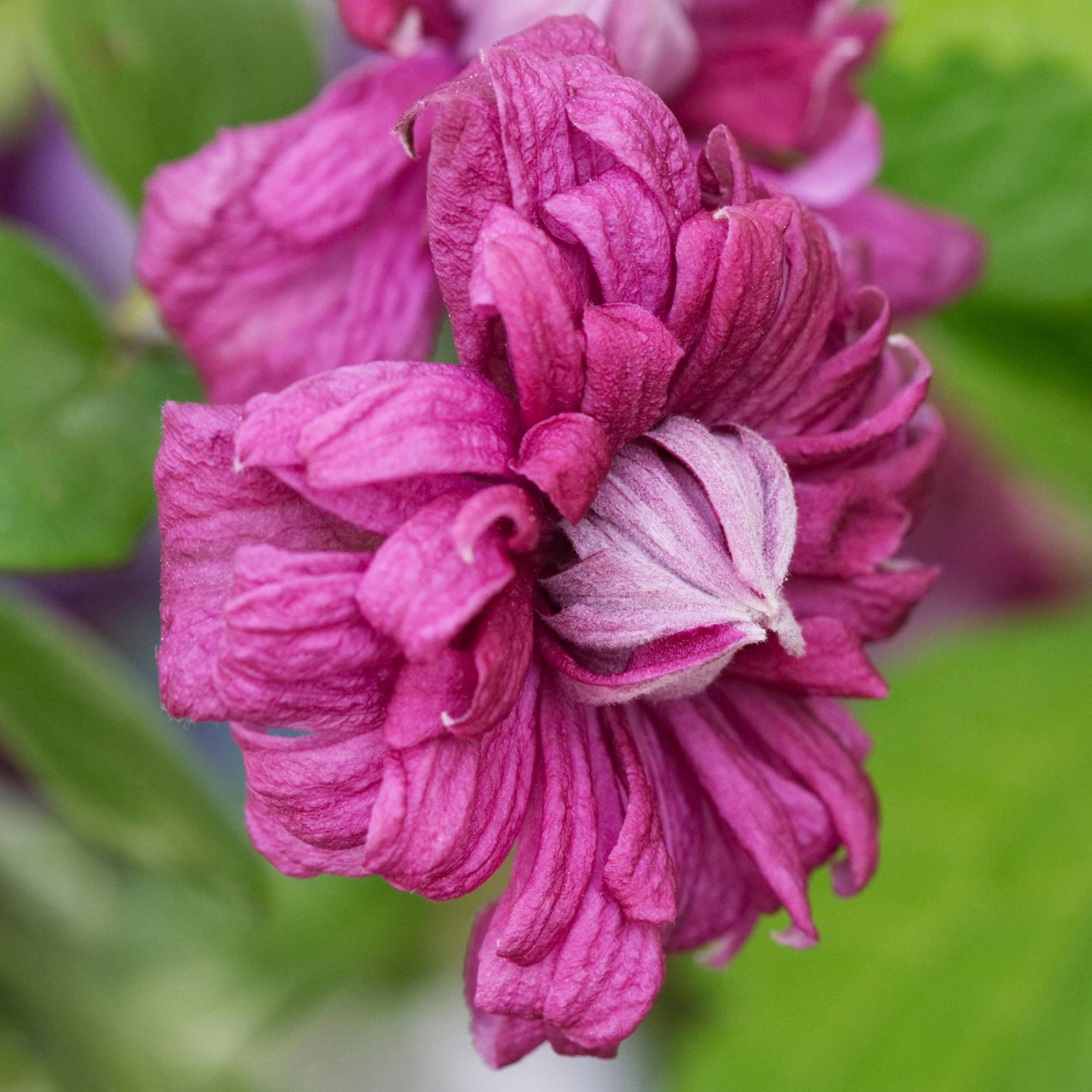 Gardenersdream - Clématite 'Purpurea Plena Elegans' plante de jardin grimpante rustique en pot de 9 cm - GardenersDream - Imagen 2