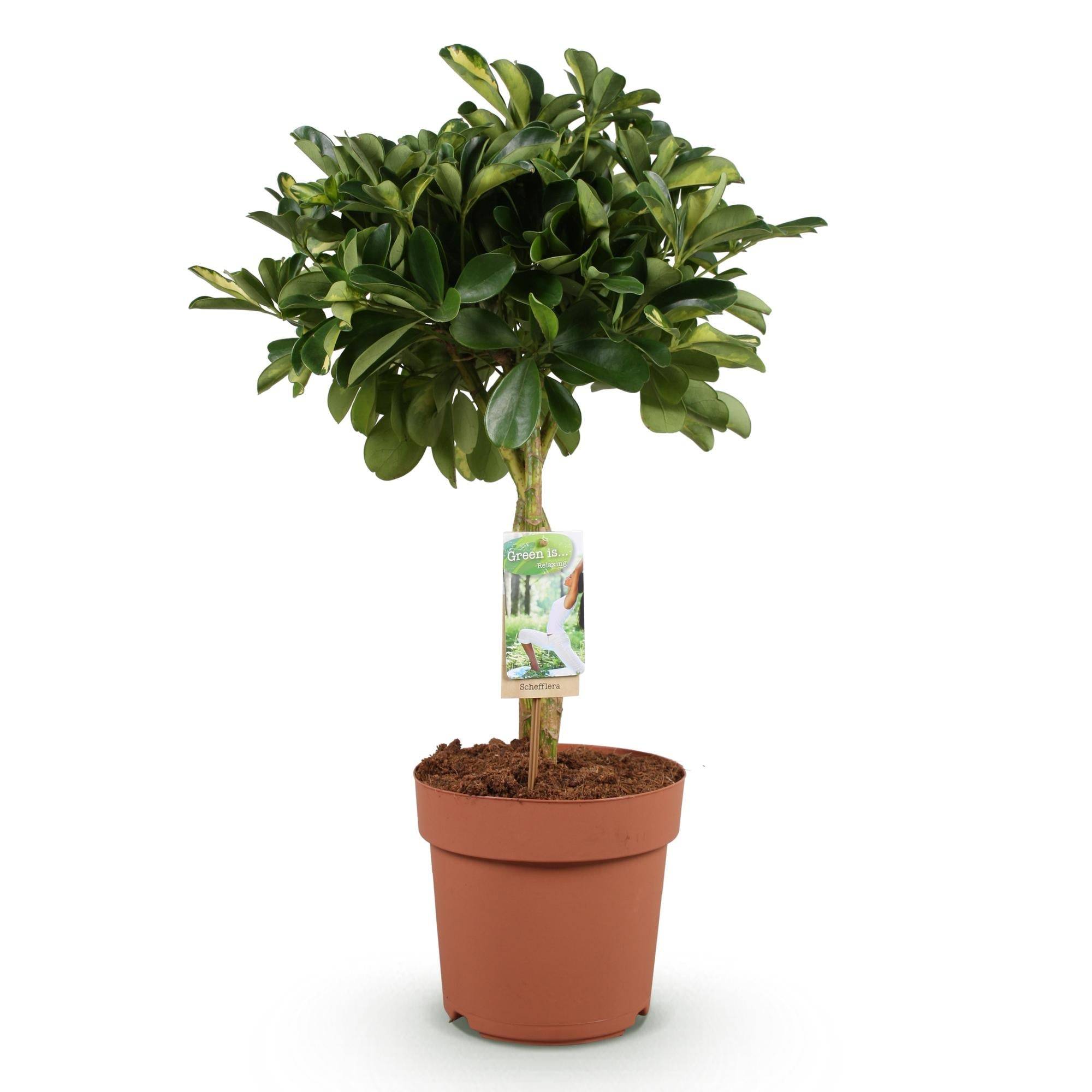 La Green Touch - Schefflera Gold Capelle - D21 H80cm - Image 3