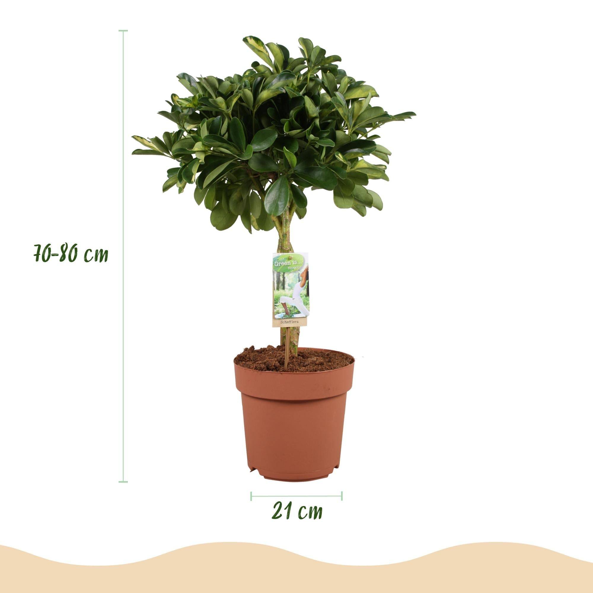 La Green Touch - Schefflera Gold Capelle - D21 H80cm - Image 4