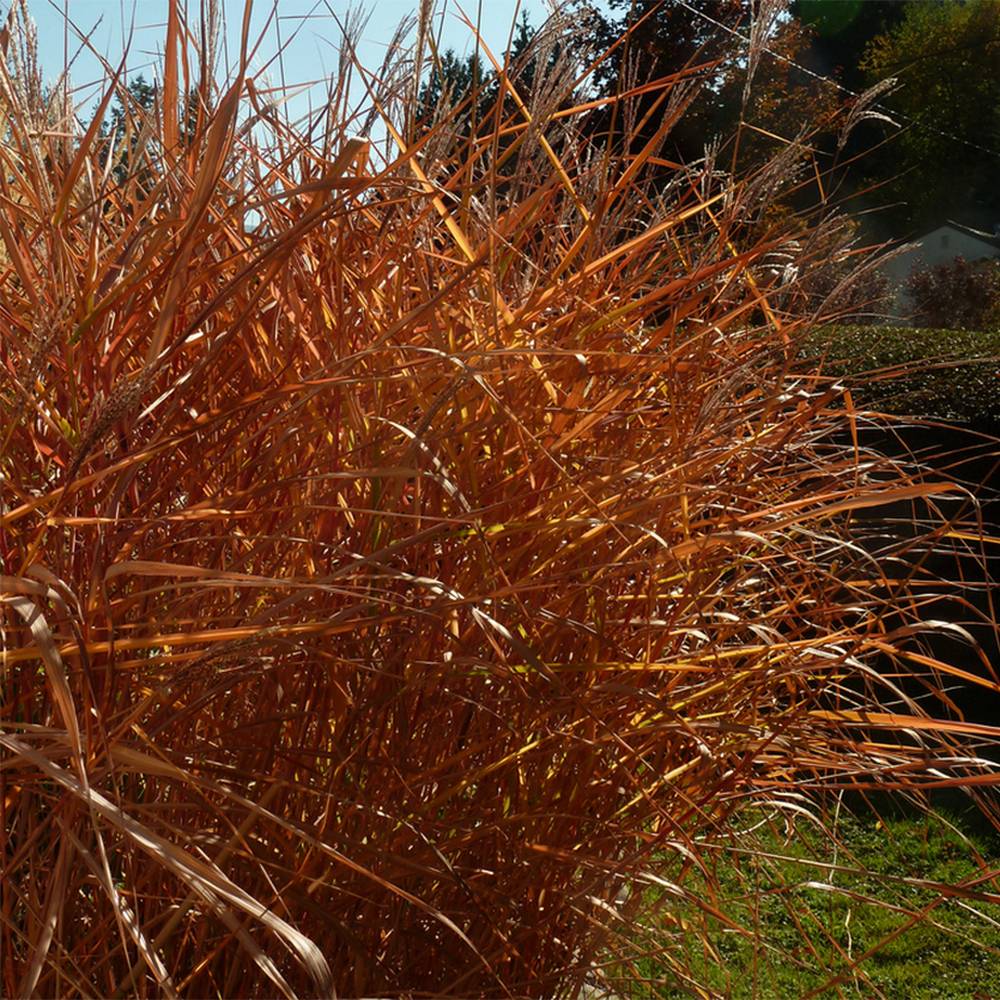 Promesse de Fleurs - Miscanthus sinensis Purpurascens, Eulalie Godet de 8/9 cm
